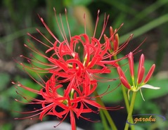 彼岸花(曼珠沙華)_2