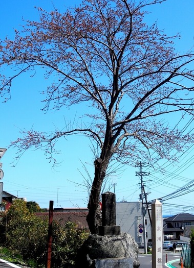 1.泉川道標の桜