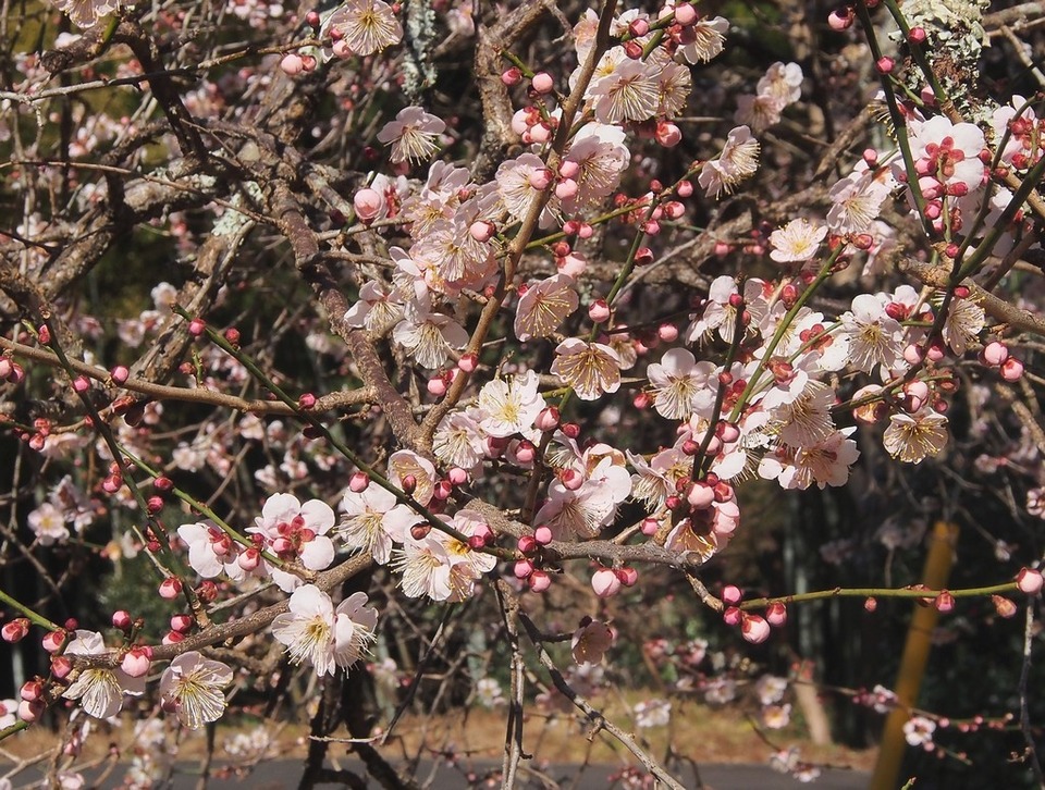 五分咲きの梅
