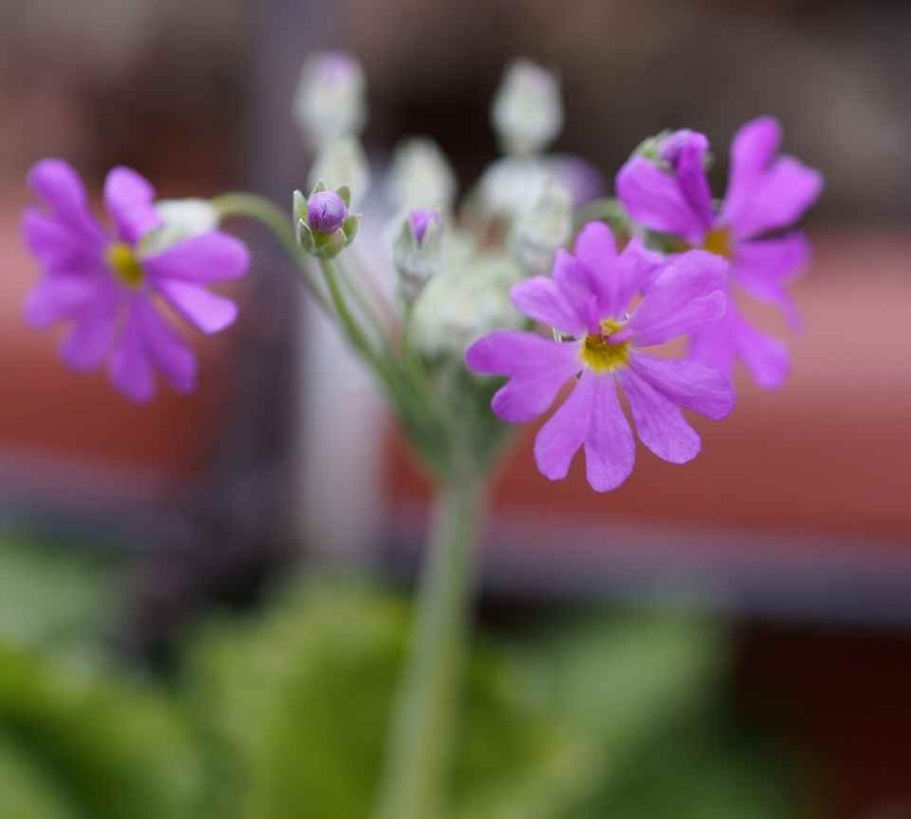 サクラソウ_1.21