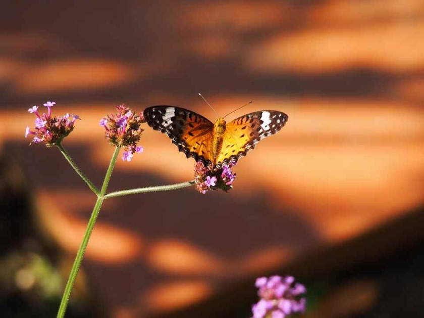 ツマグロヒョウモン_9.20