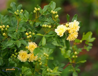 04.モッコウ黄バラ_P4204863