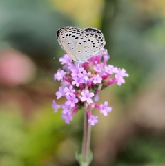 05.シジミチョウ