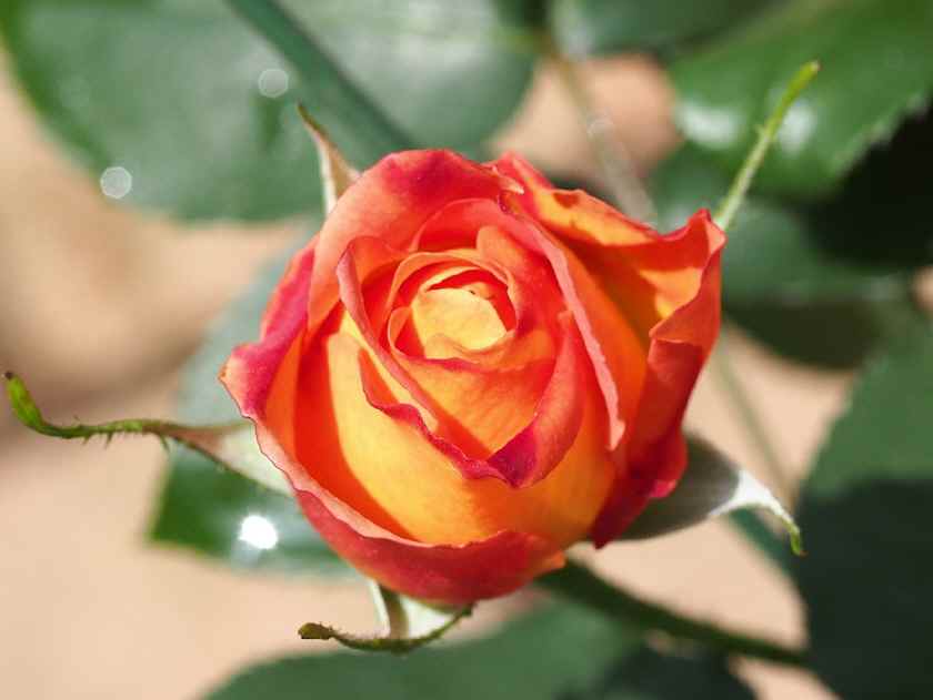 アンネの薔薇(深紅の蕾)_5.14