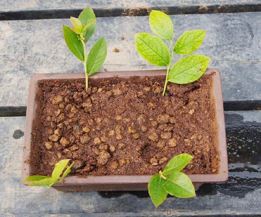 挿し木_’12.6.24