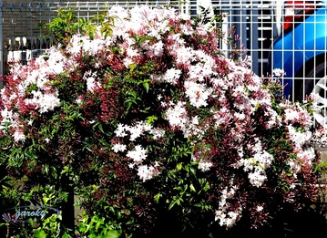 1.ハゴロモジャスミン