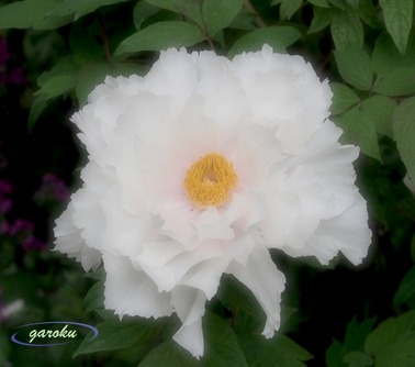 3.白の牡丹_up