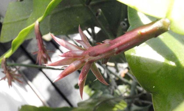 10月の月下美人_蕾