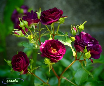 31.ミッドナイト・ブルー(FL)_Up