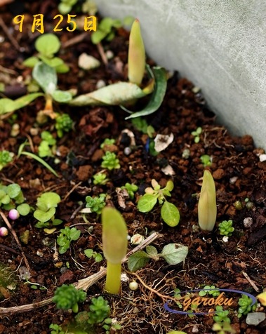彼岸花の発芽_9.25