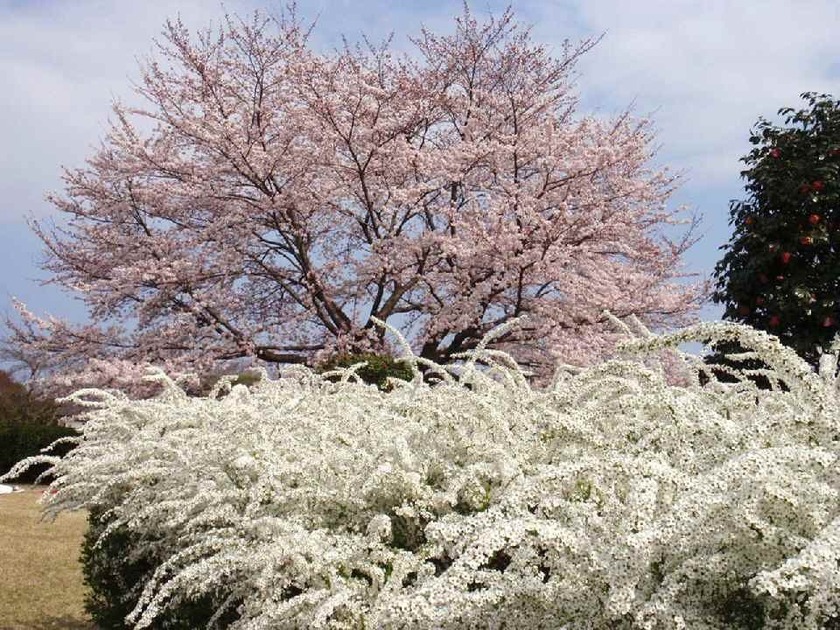 桜・雪柳・椿
