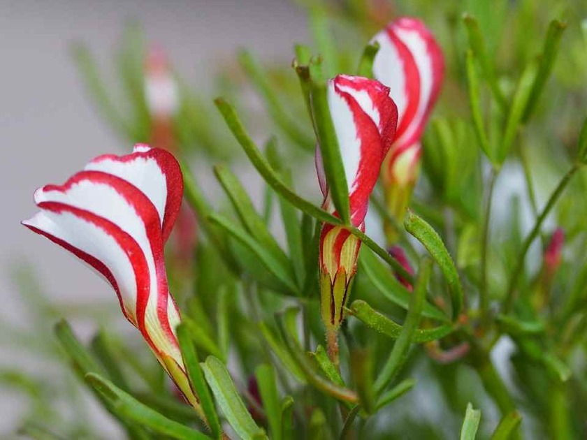 オキザリス_1.21