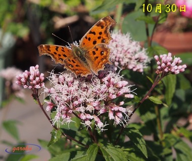 6.藤袴とキタテハ