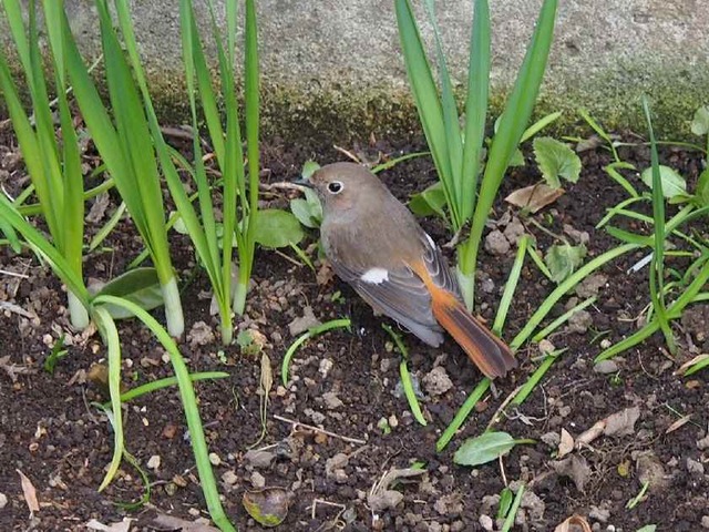 ジョウビタキ_1.09