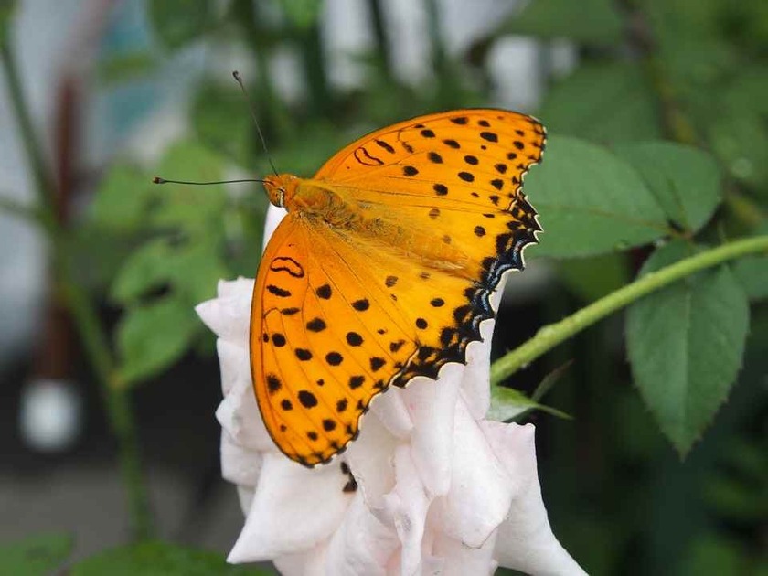 ツマグロヒョウモン♂_9.04