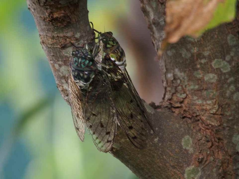 ミンミンゼミ合体_8.18