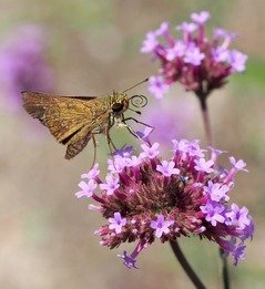 06.セセリチョウ