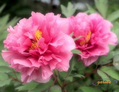 4.ピンクの牡丹_UP