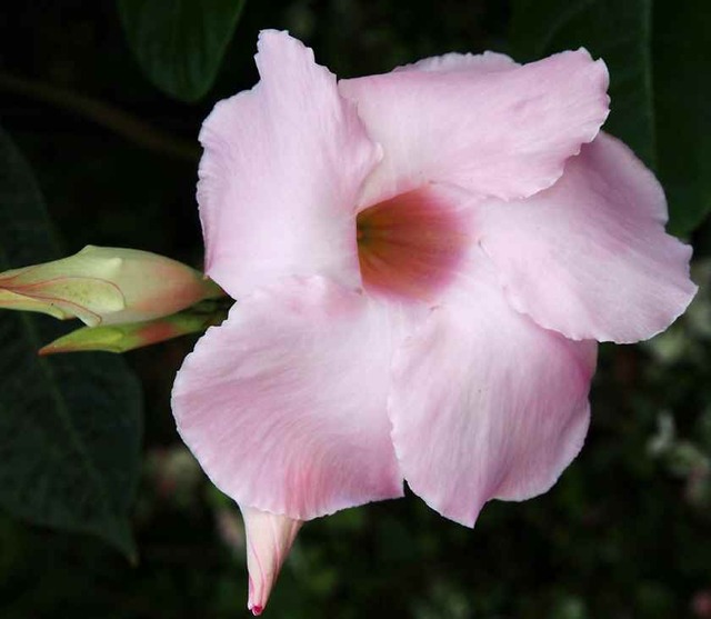 アリスデライト_8.19