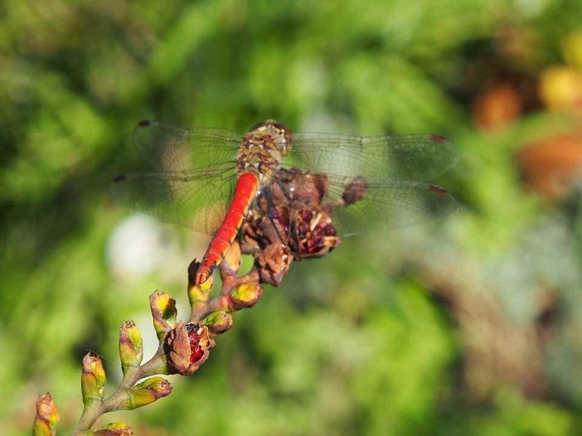 赤トンボ_9.20