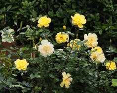 20.イエローシンプリティ(FL)