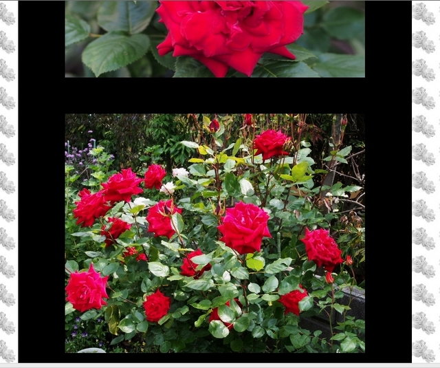 四季の庭_薔薇の園の詳細頁(3)