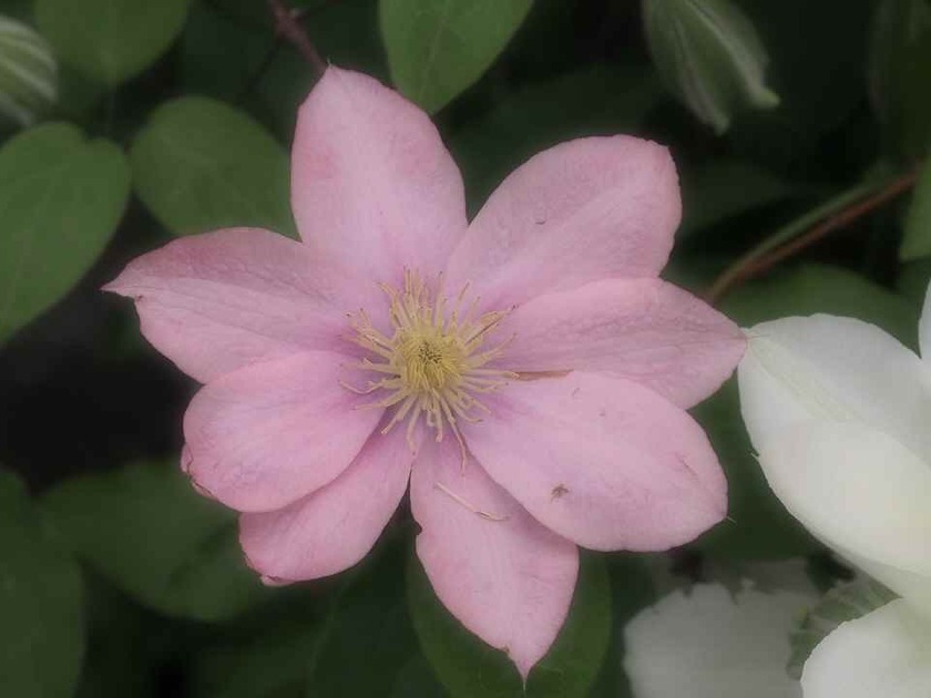 Clematis 'Pink Lady' _5.15