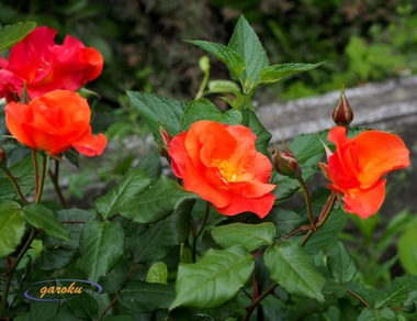 2.Princess Michiko(F)