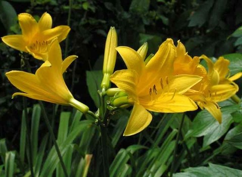 ニッコウキスゲ_6.1