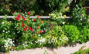 01.地植えの薔薇