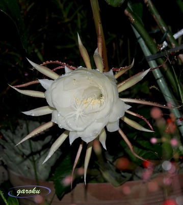 月下美人_7.14 19：42