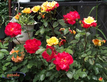 20.チャールストン(FL)