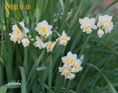 水仙_'26.01.20