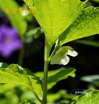 05.鬼灯(ほおずき)_6.21