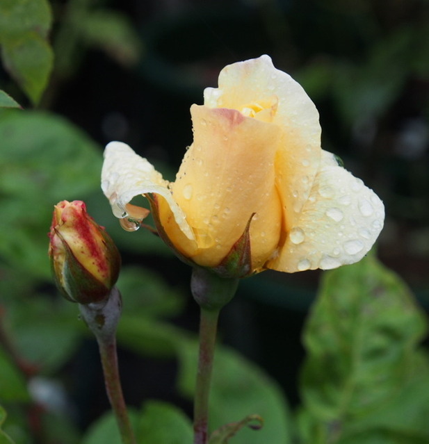 Yellow Queen Elizabeth_6.06-0092