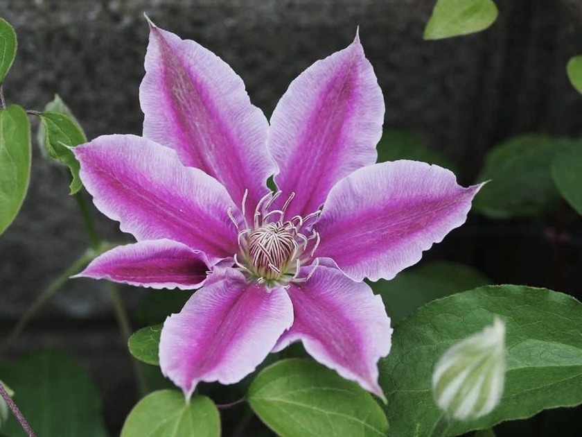 Clematis 'Girenas' _5.15