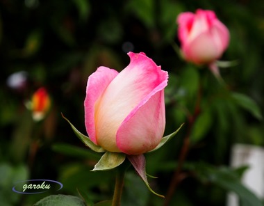 3.Princesse de Monaco(HT)