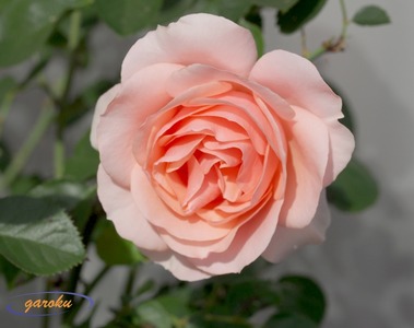 05.ミセスアイリスクロー(FL)_12.05Up