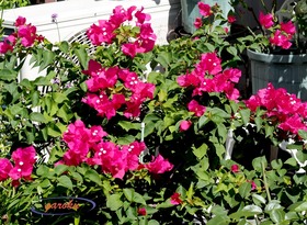 1.ブーゲンビリア_８月