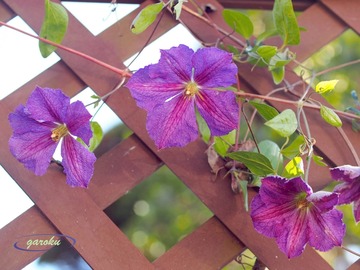 4.クレマチス_11月_Up