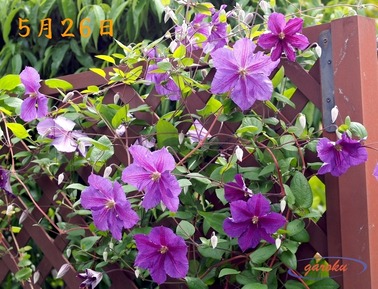 21.クレマチス_5.26