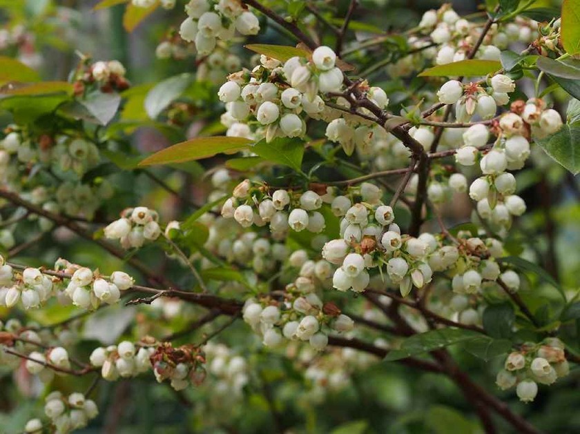 ブルーベリー_4.25