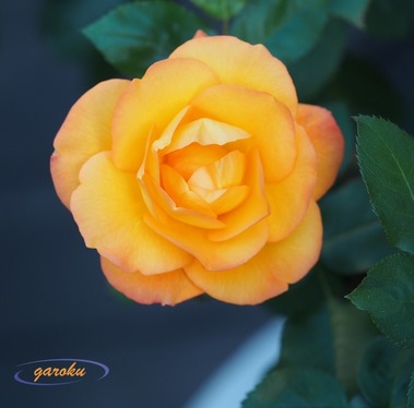 2.アンネの薔薇_黄色～黄金へ( 優しさ)