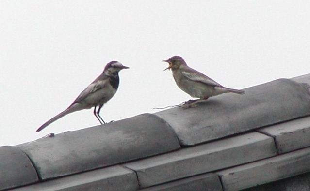 セグロセキレイ_'03.7.04