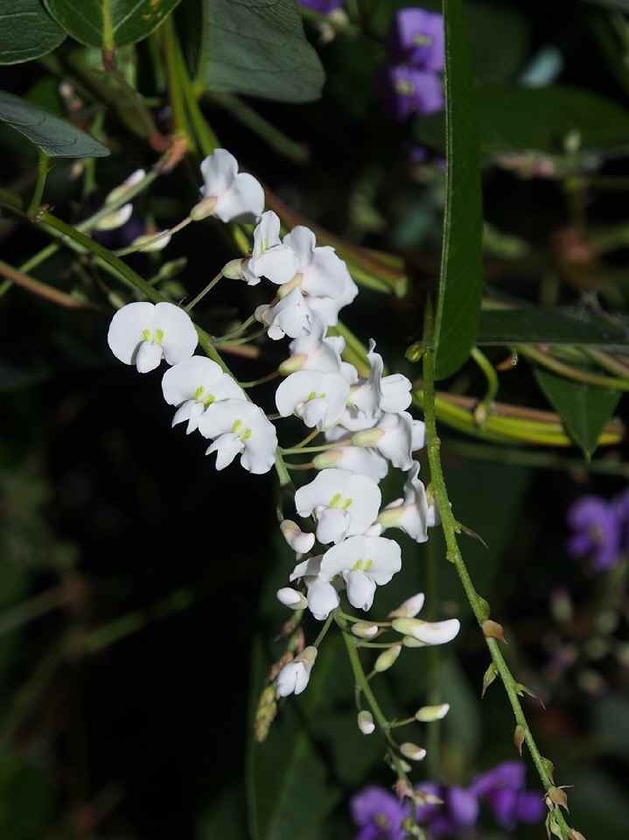 HardenBergia(白)_12.17