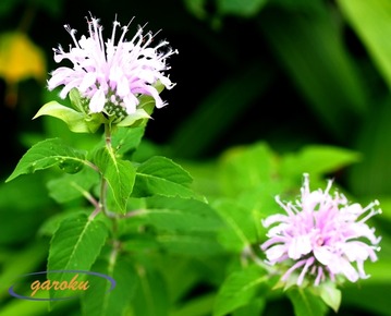 モナルダ_7.14