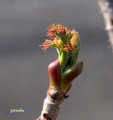 1.タラの芽_一番芽