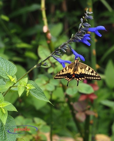 12.メドウセイジとキアゲハ