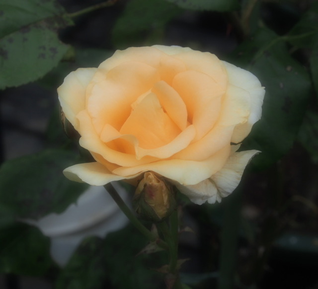 Yellow Queen Elizabeth_6.05-0039