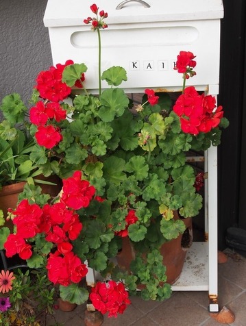 P508_ゼラニウム